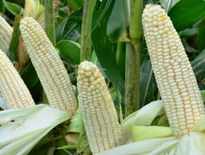 maize